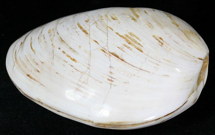 Wide Polished Fossil Clam - Jurassic #21783